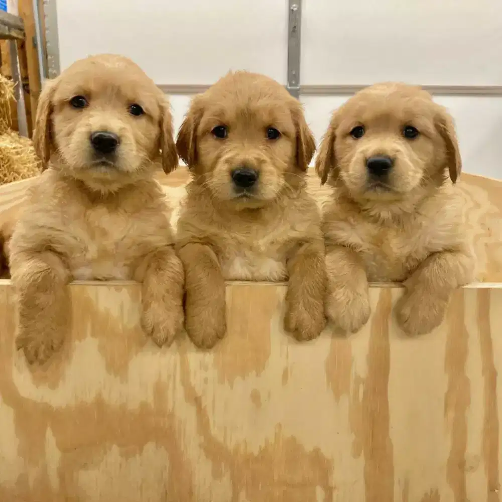 JUAL ANJING GOLDEN RETRIEFER PUPPY