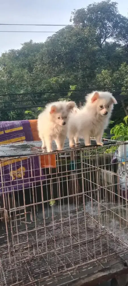 Anjing minipom 3bln