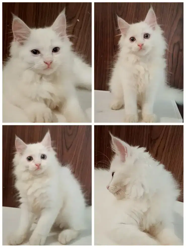 Kucing kitten mainecoon nonped betina 2.5 bulan