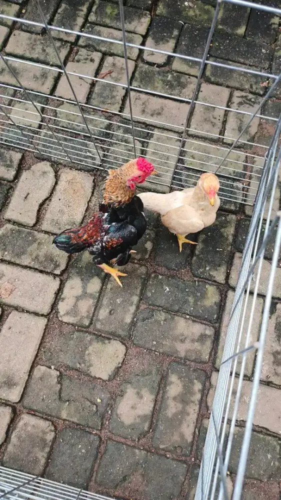 KO SHAMO MINI SEPASANG