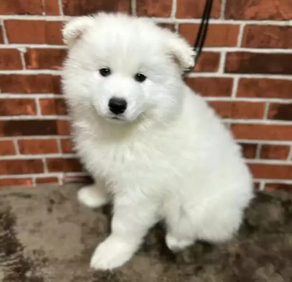 JUAL ANJING SAMOYED PUPPY