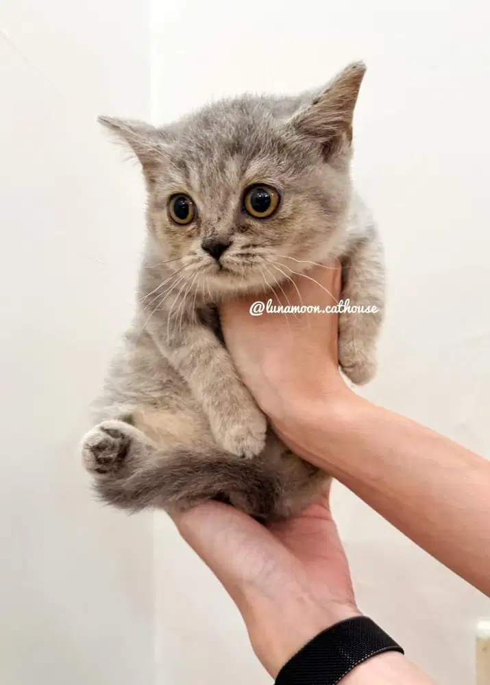 Kitten british short hair anakan pedigree