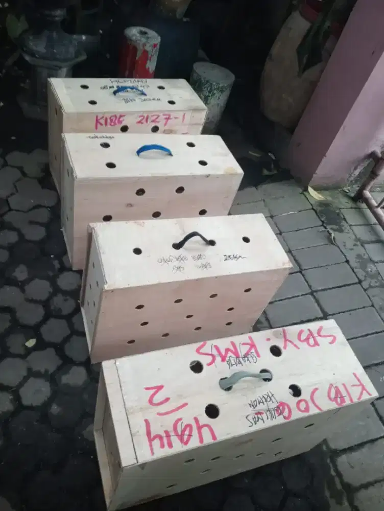 Box untuk pengiriman ayam luar kota