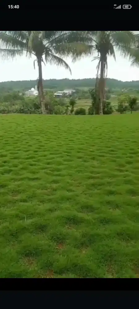 Jual rumput jepangpkng