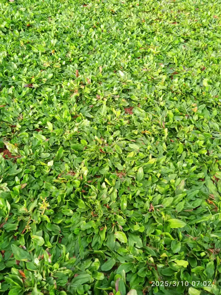 Jual rumput tamangajah mini