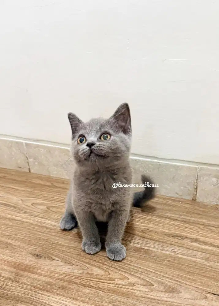 Kitten british short hair jantan