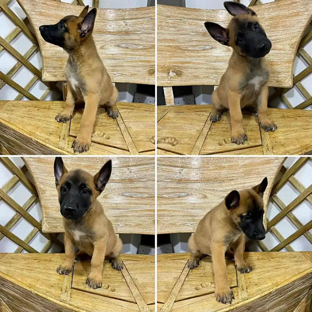 JUAL ANJING BELGIAN MALINOIs PUPPY