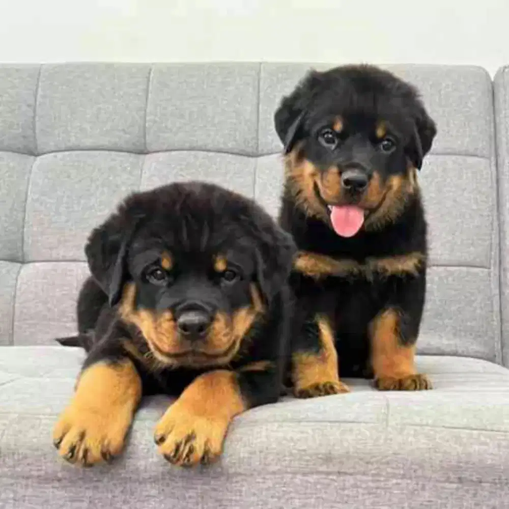 JUAL ANJING ROTTWEILER PUPPY