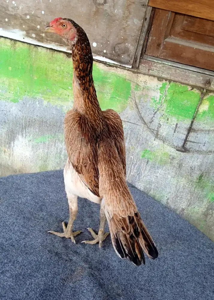 Ayam line bk selatan x khoyngon, materi indukan jalu berkualitas mewah