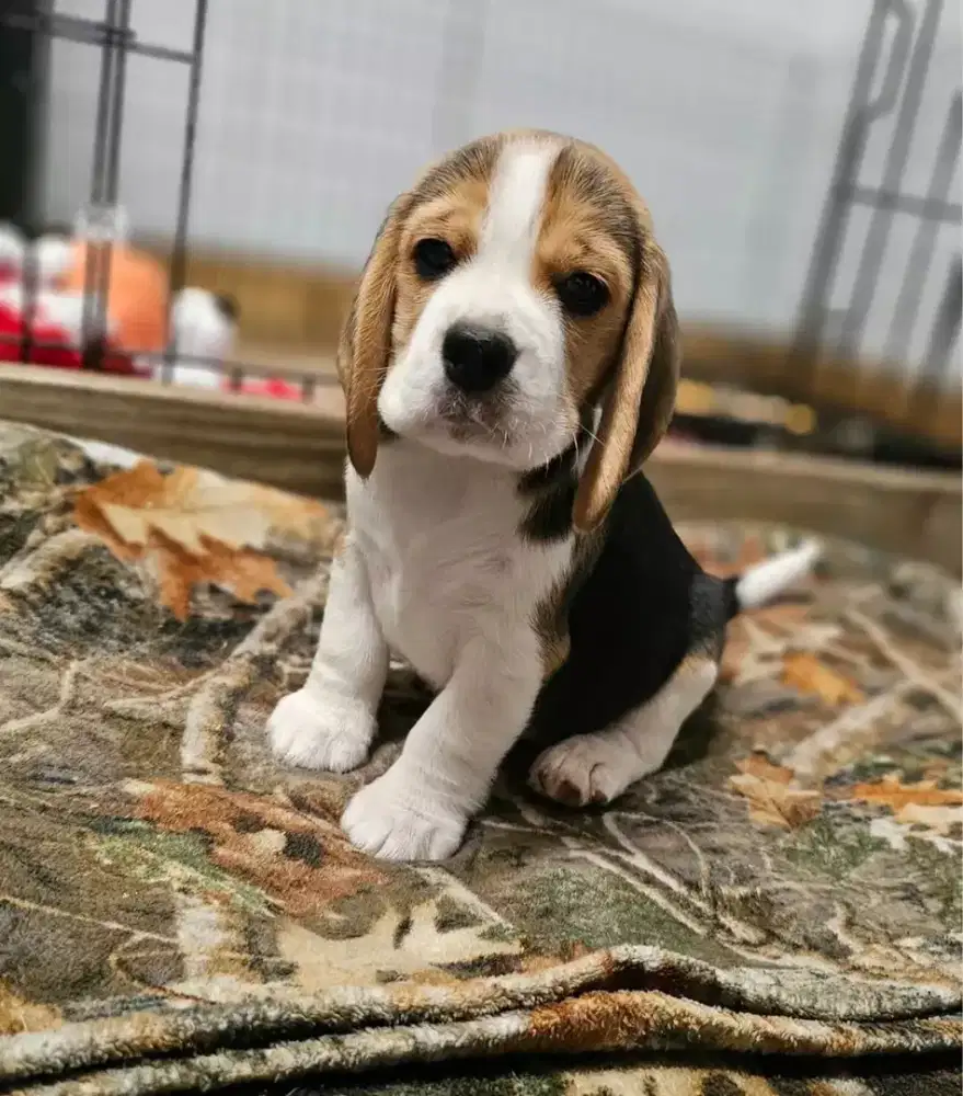 JUAL ANJING BEAGLE PUPPY