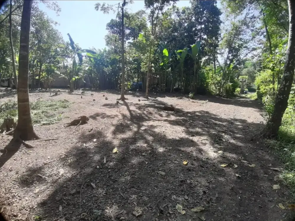 Peluang Emas! Tanah Pekarangan Luas Siap Bangun di Sedayu, Bantul Yogyakarta