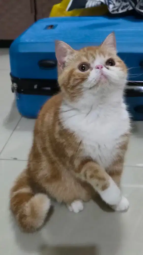 Kucing exotic short hair, pignose,betina