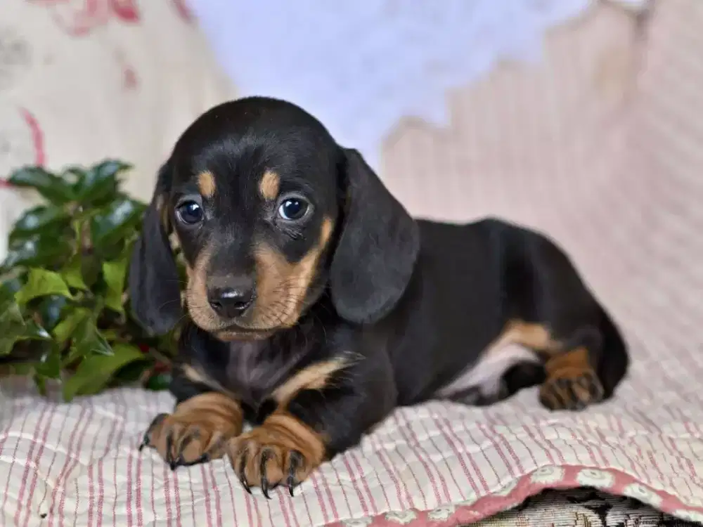JUAL ANJING DACHSHUND PUPPY