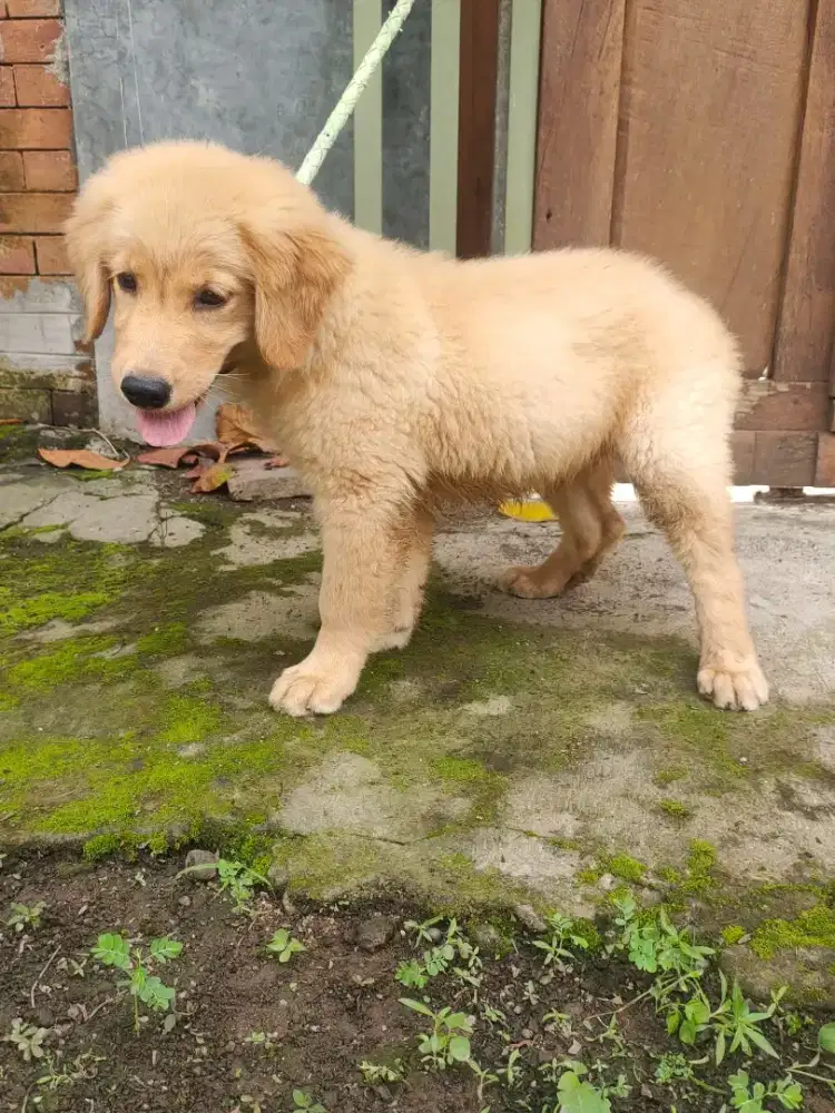 anak anjing golden