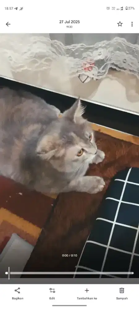 Kucing Piaraan umur 3Bulan