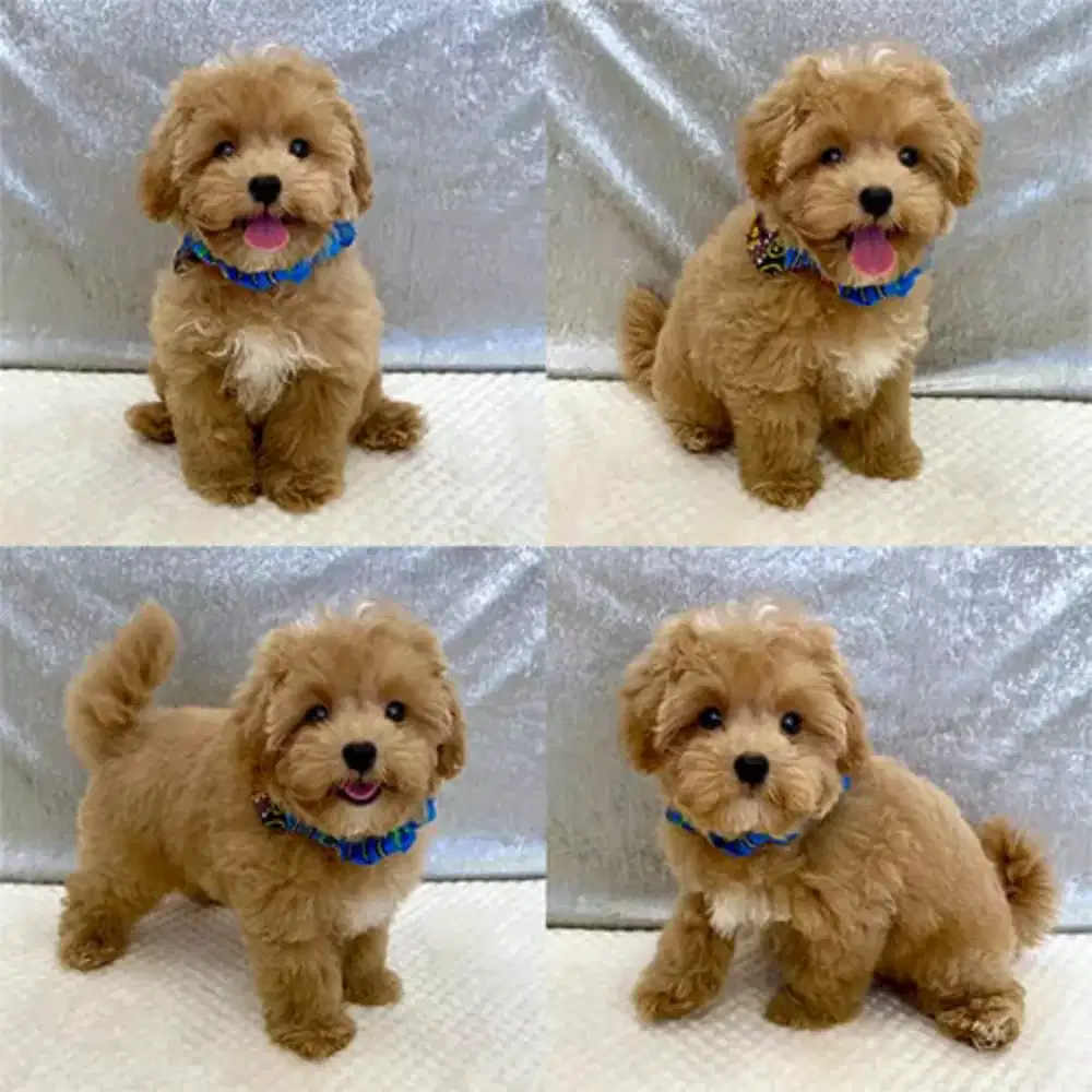 JUAL ANJING POODLE MIX MALTESE PUPPY