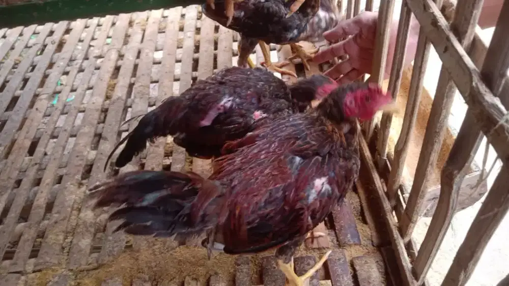 Ayam kampung umur 4bulan