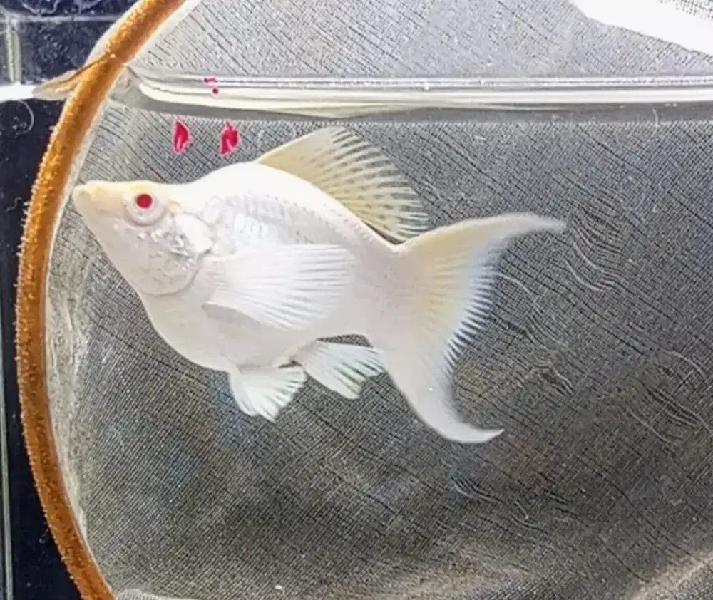 Ikan molly platinum mata merah, bukan ayam bebek kalkun burung