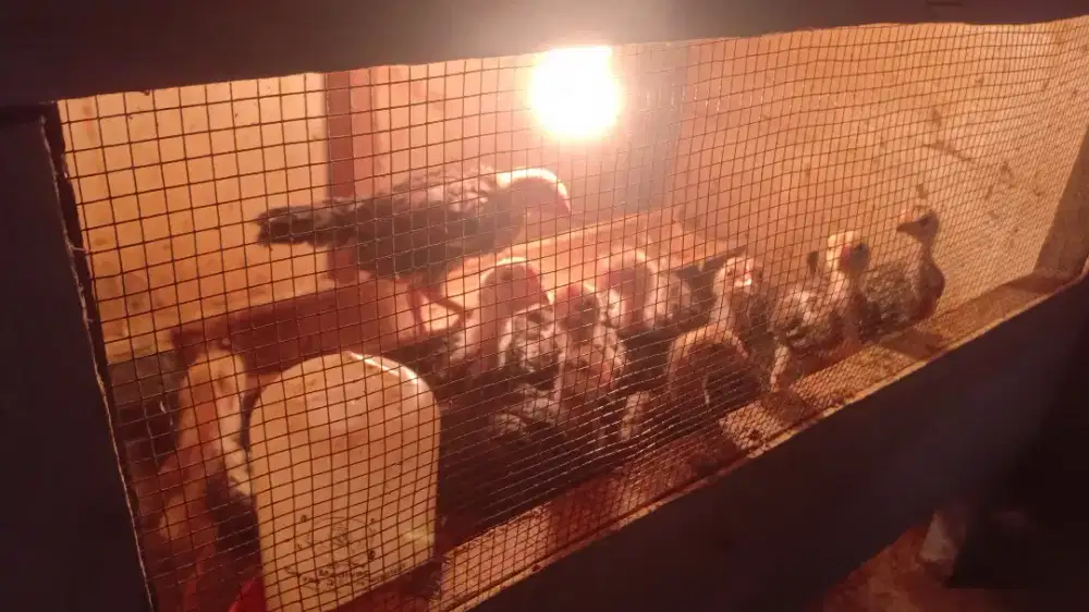 Anak ayam kampung umur 2bulan