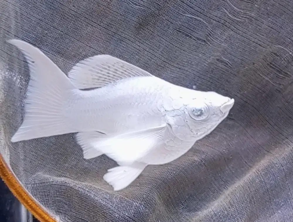 Ikan Molly platinum mata kristal, bukan bebek burung ayam