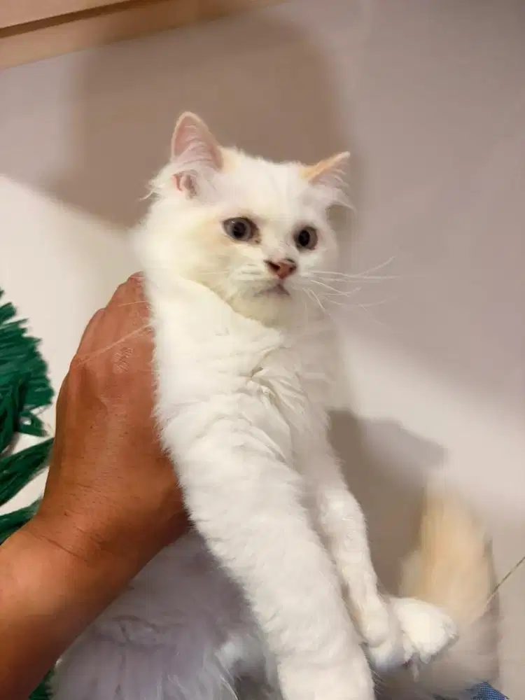 Kitten 3 bulan persmed