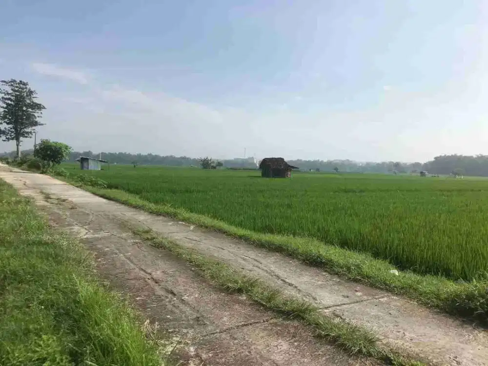 Tanah Sawah Produktif Luas 3.194m² di Kismoyoso Byl