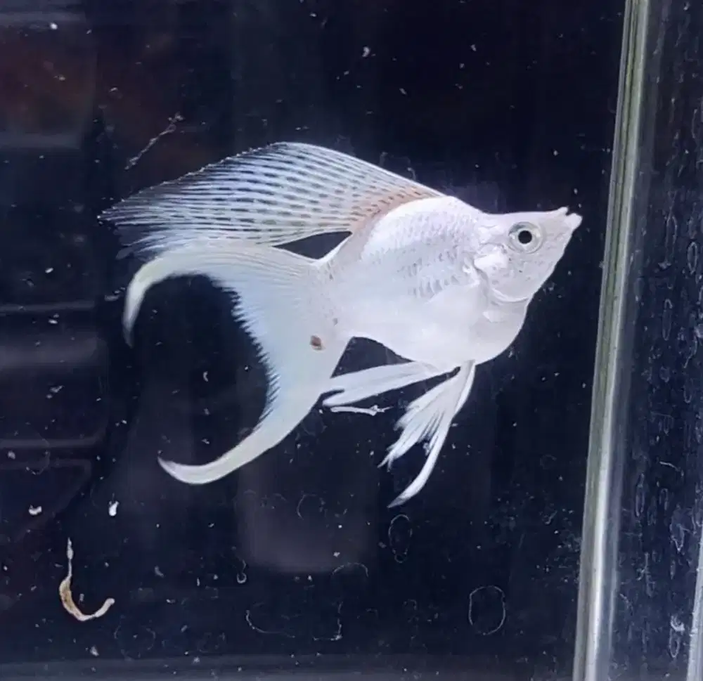 Molly platinum Jantan bukan ayam bebek kalkun burung