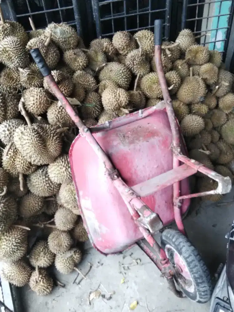 Durian bintana ( peram)