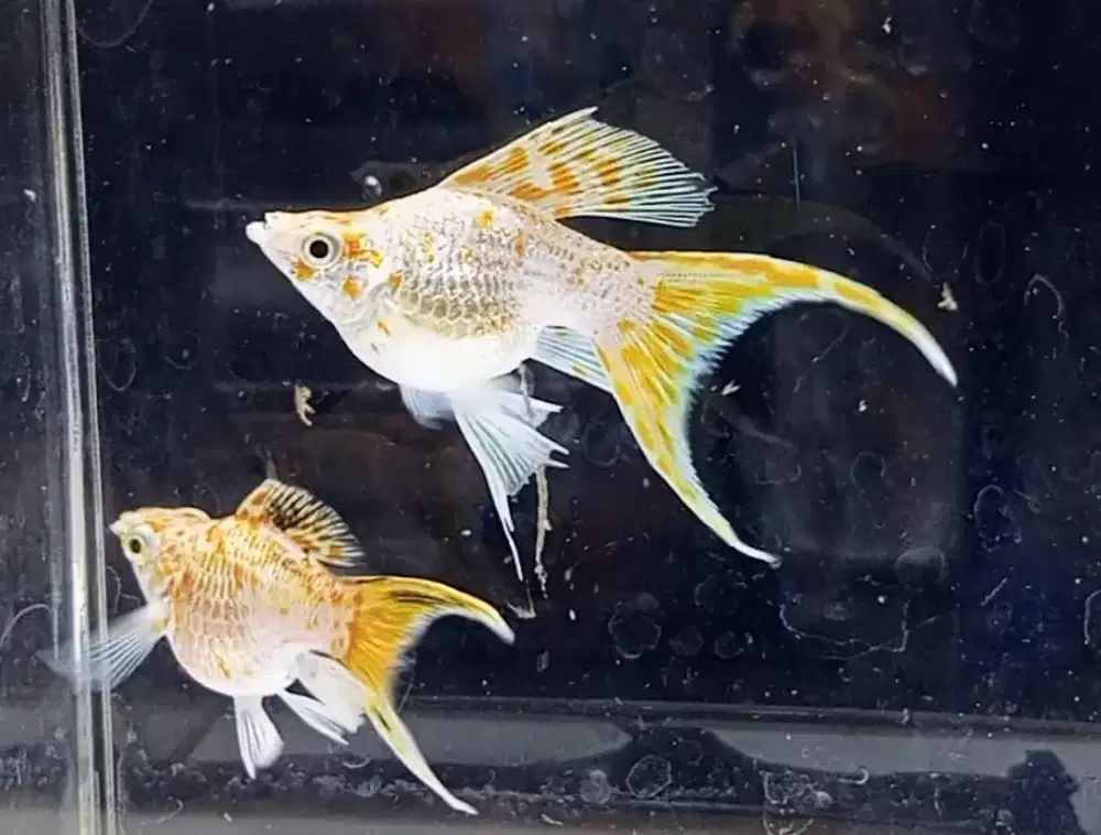 Molly Sakura Cawang bukan ayam burung