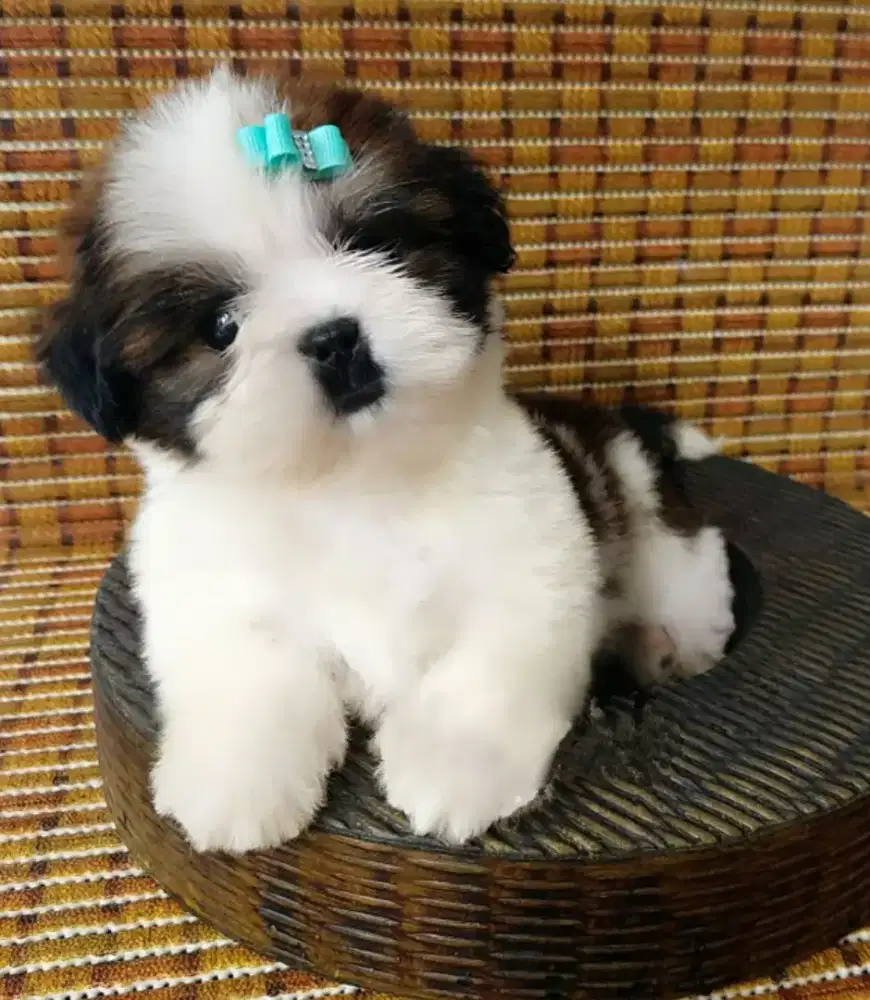 JUAL ANJING SHIHTZHU PUPPY