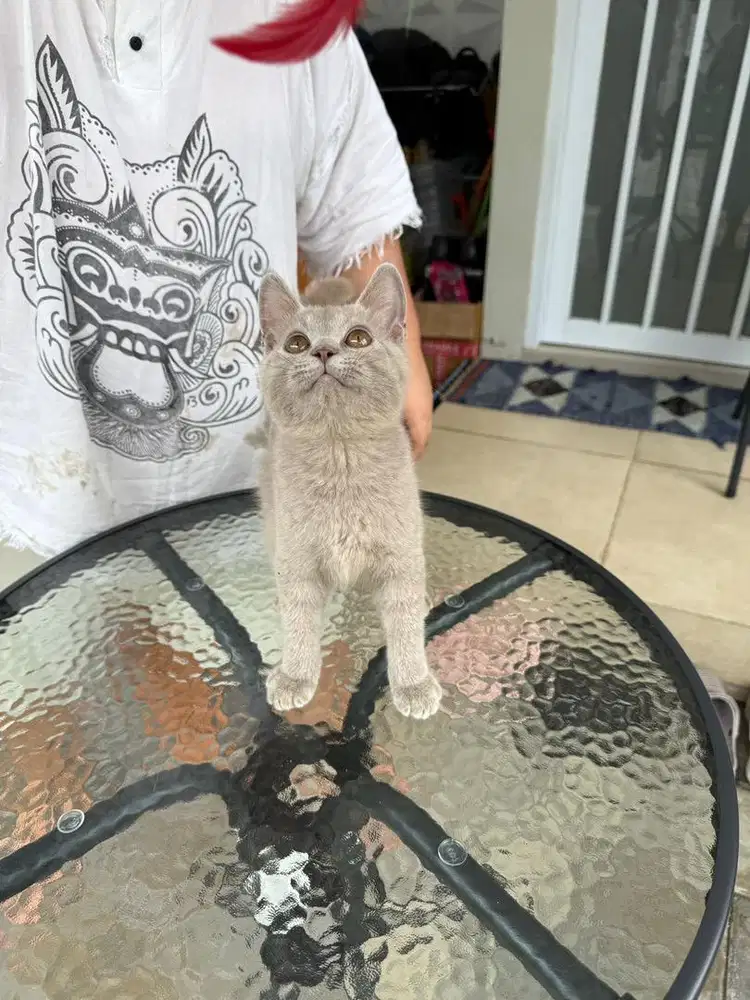 Lepas addopt kucing BSH jantan