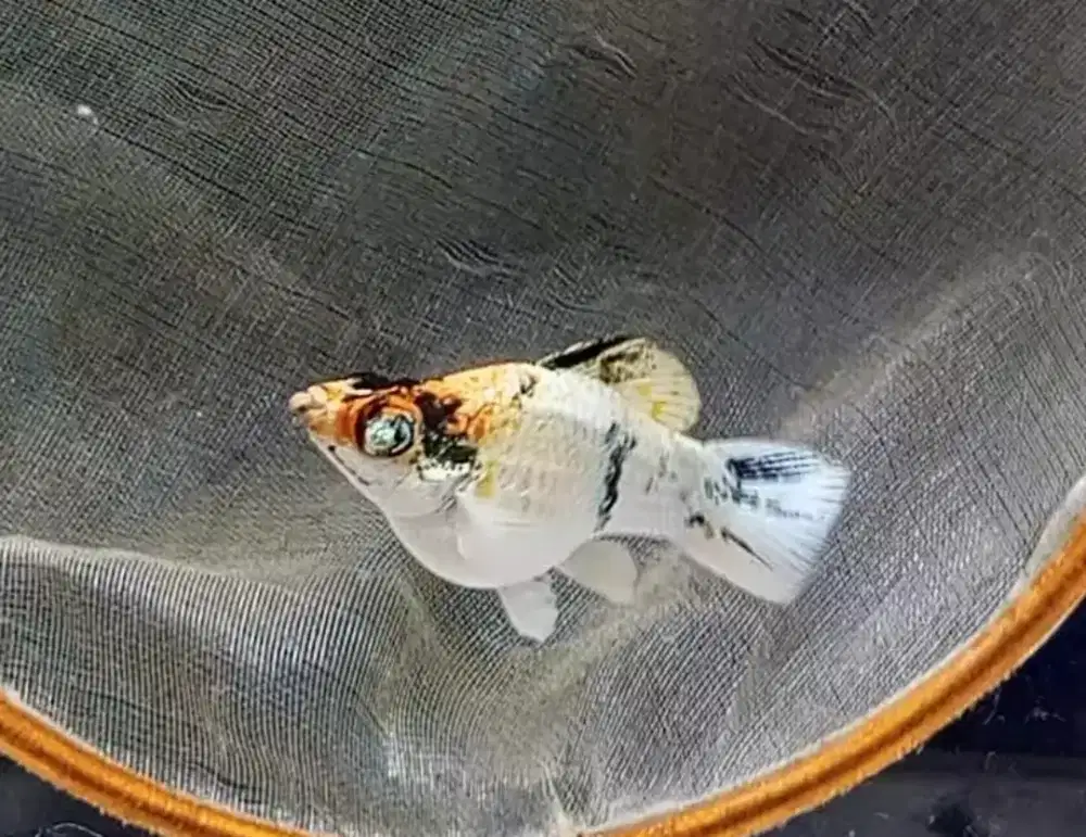 Ikan Read Head balon mata kristal