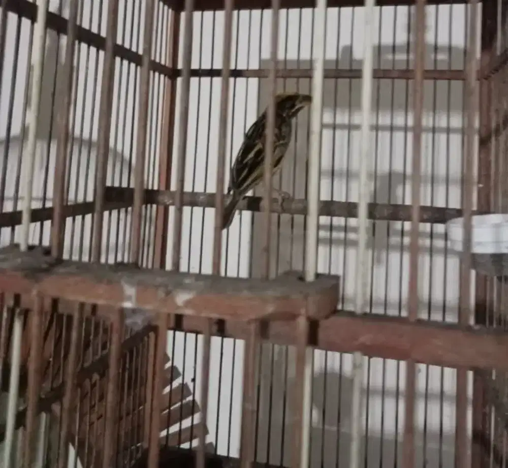 Burung manyar kepala emas