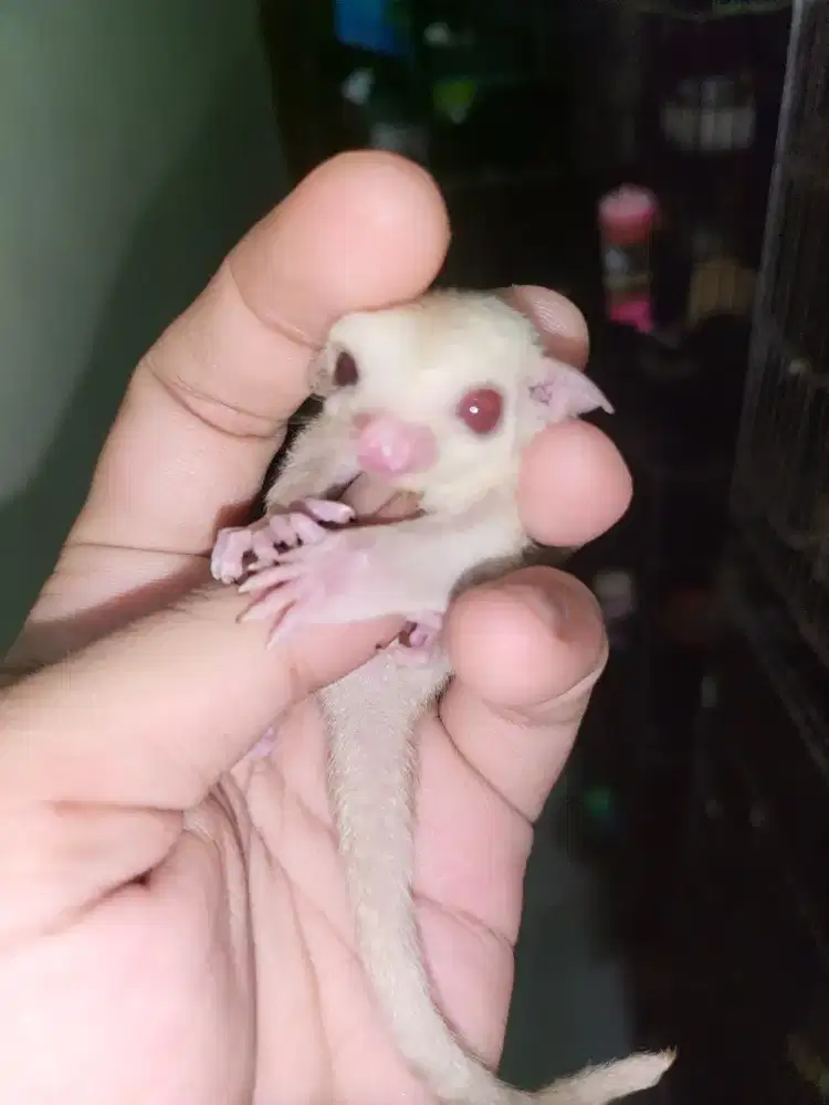 Sugar glider Creamino joey betina