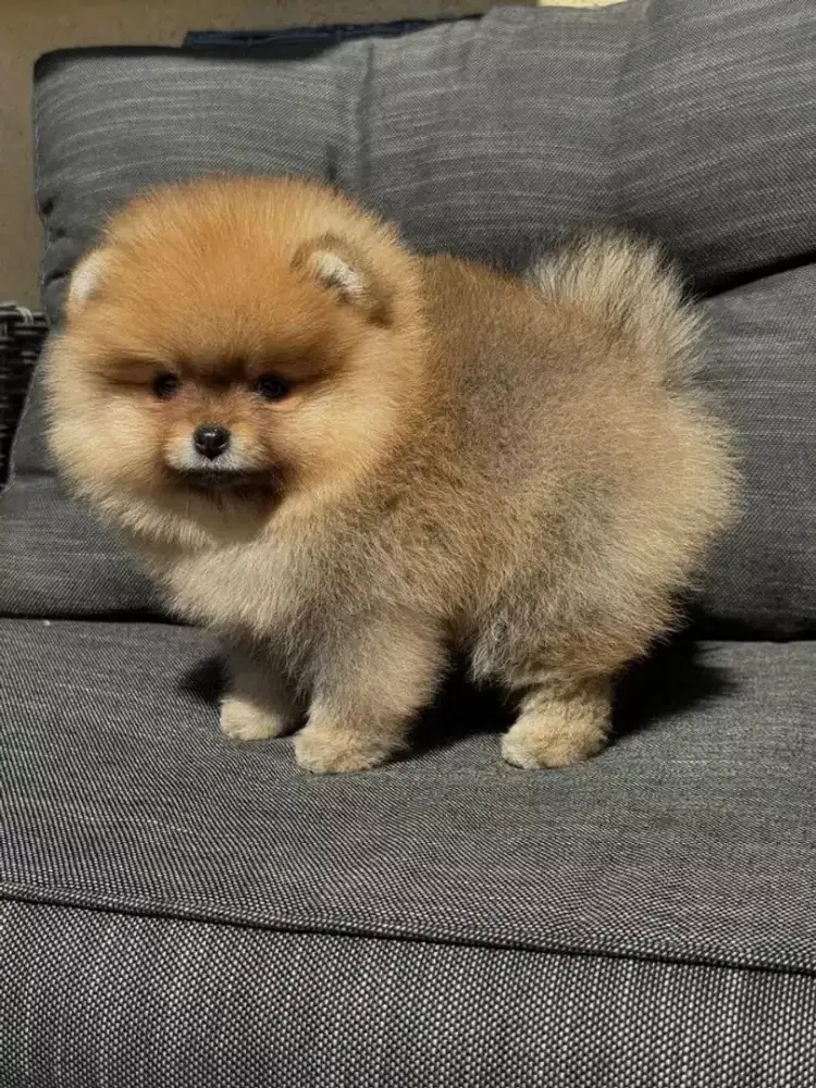 JUAL ANJING POMERANIAN PUPPy