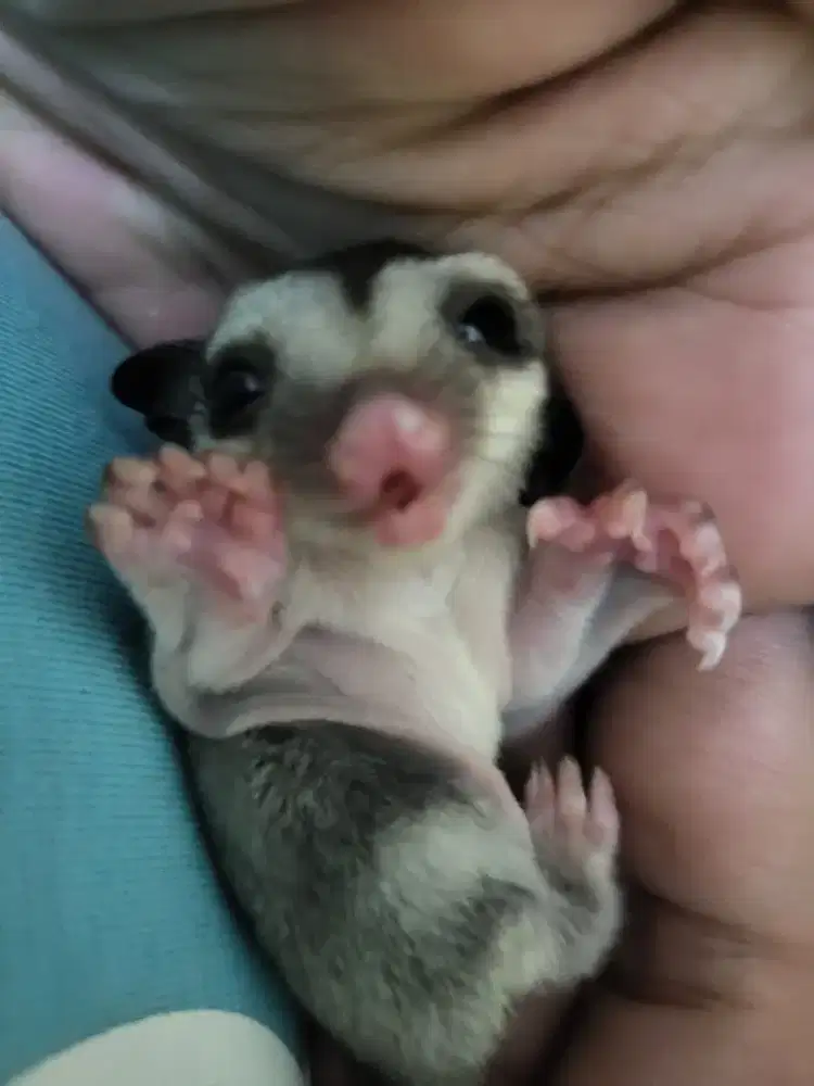 Sugar glider grey joey betina