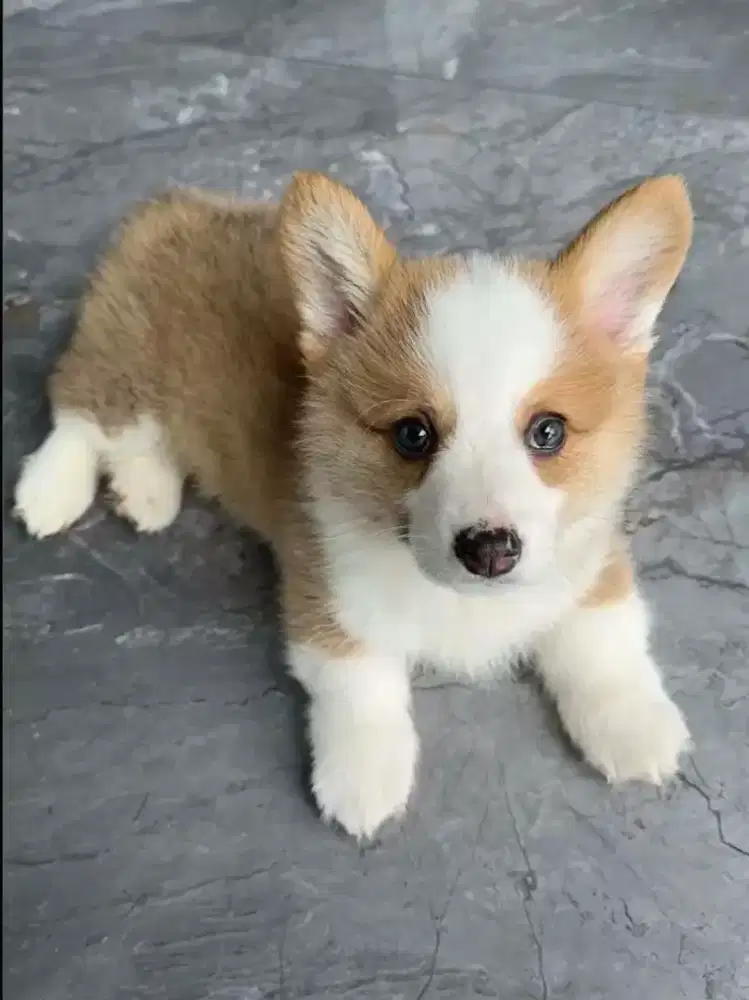JUAL ANJING PEMBROKE CORGI PUPPY
