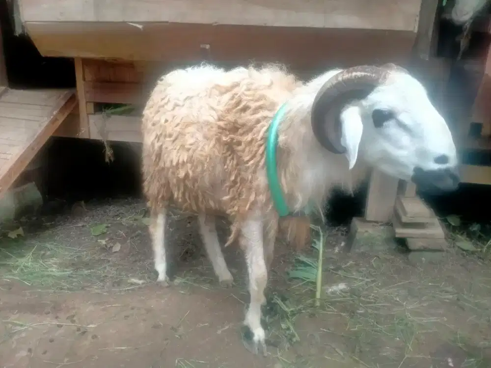 Domba pejantan jumbo