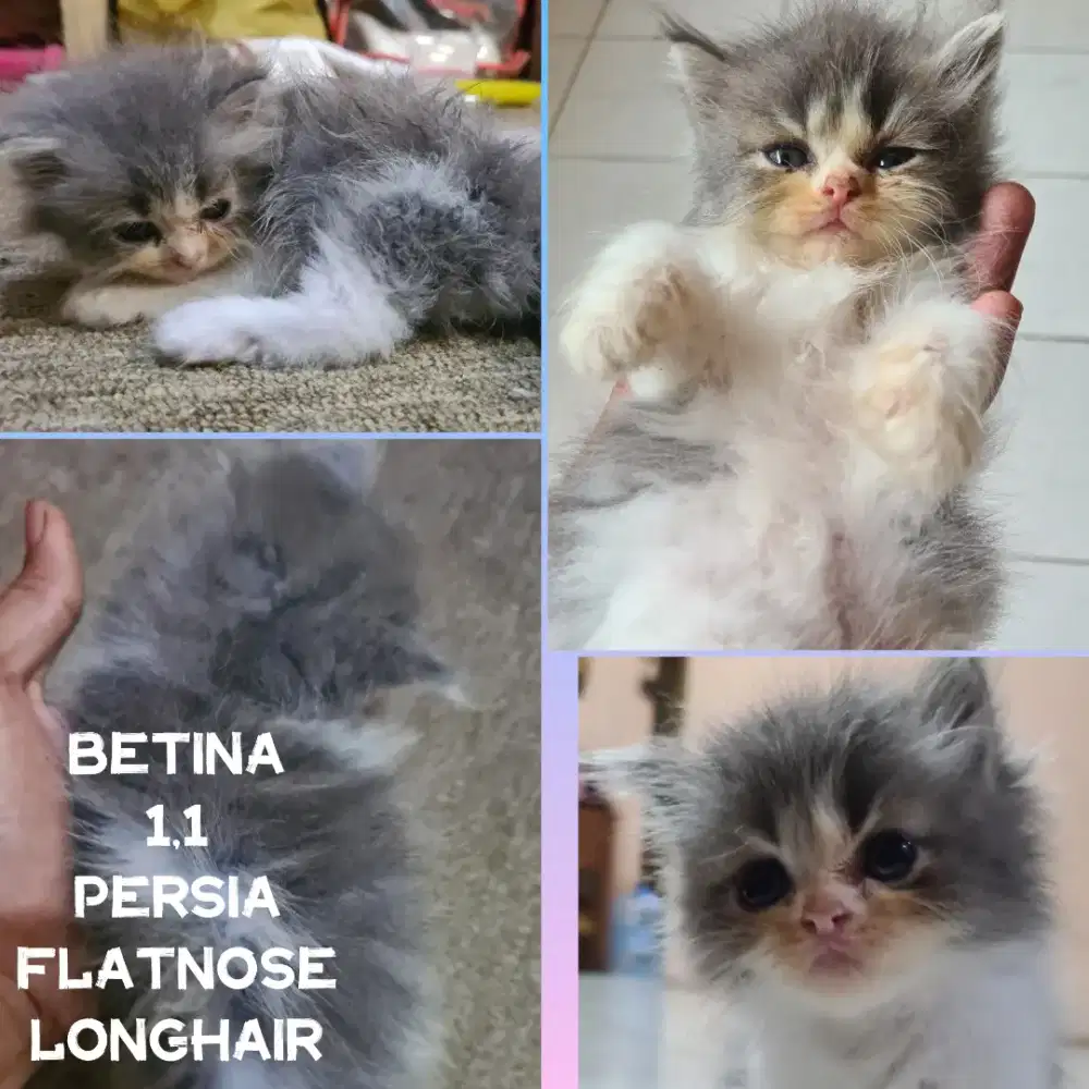 Kucing persia flatnose longhair