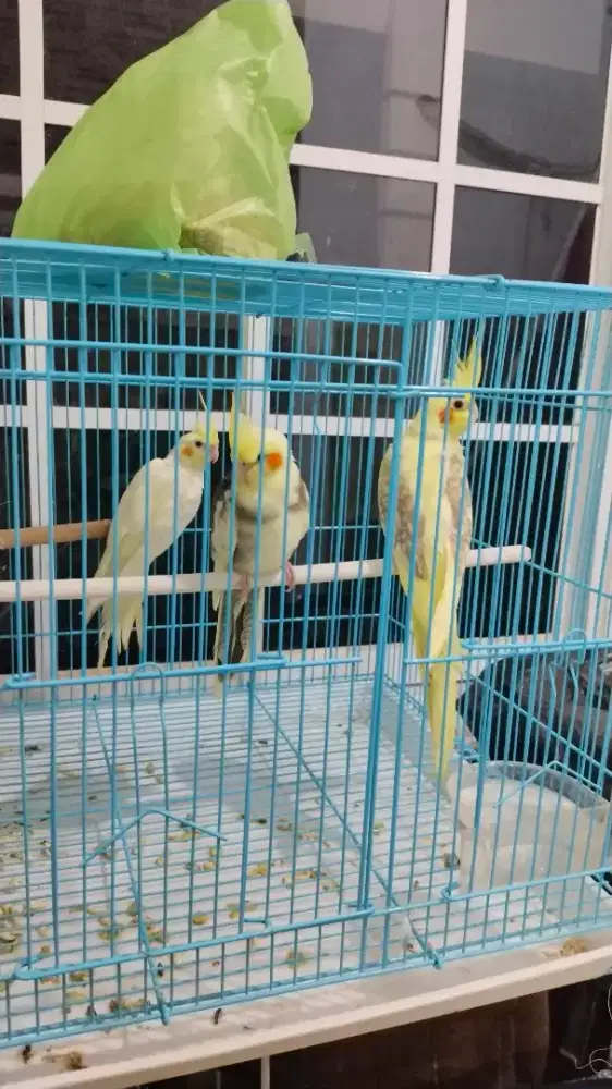 Burung 3 Falk Australia