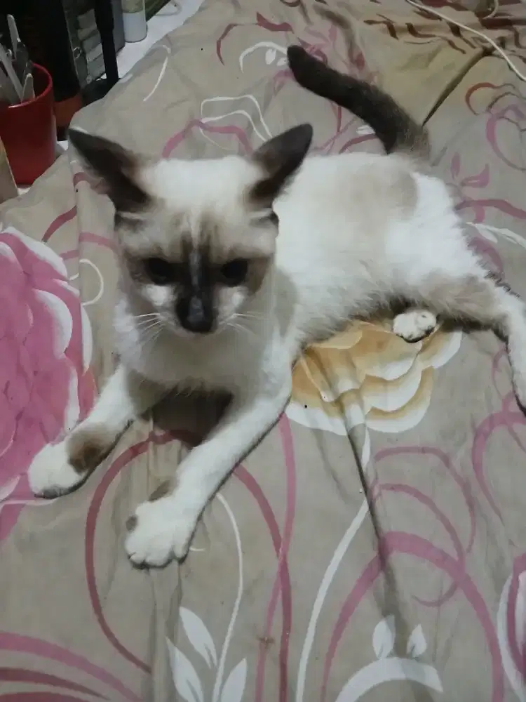 Kucing siam jantan