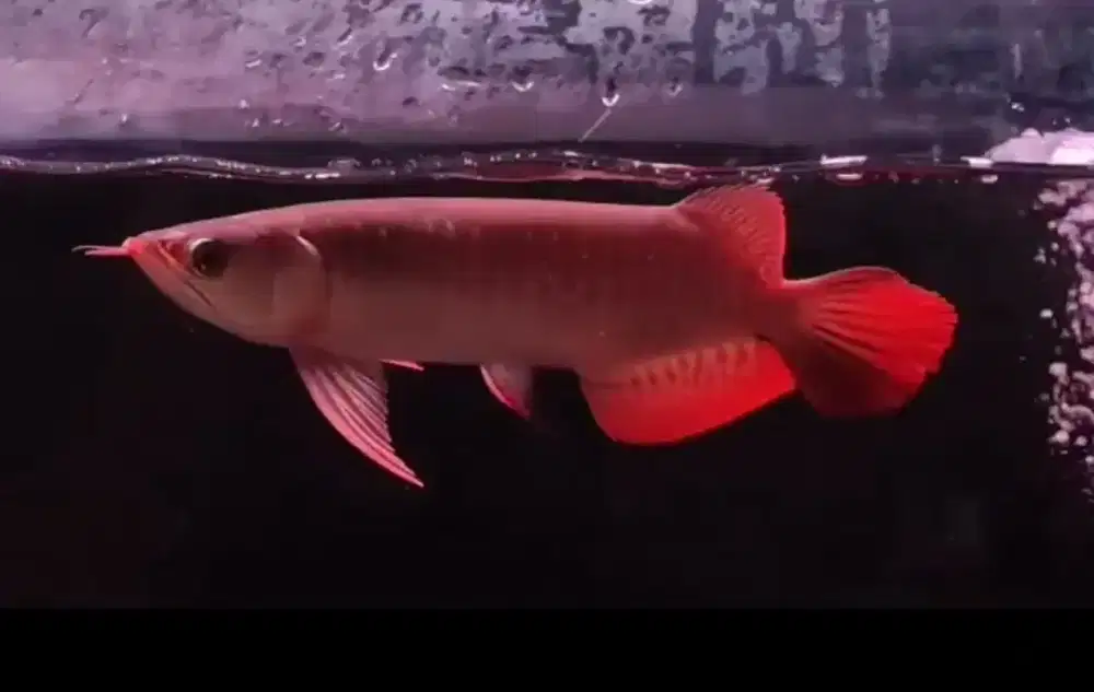 Arowana Super Red size 25cm