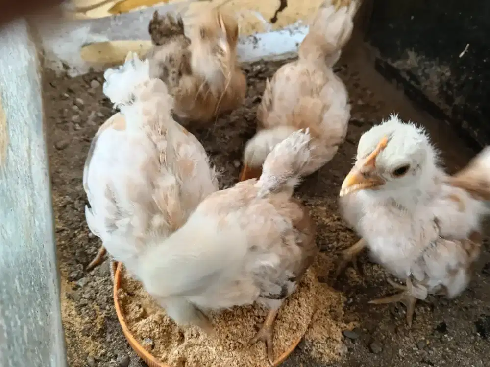 jual anakan ayam Kate umur 1 bulanan