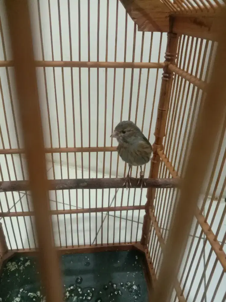 Kenari paud starblue body big panjang tinggi pake ring proses mutasi