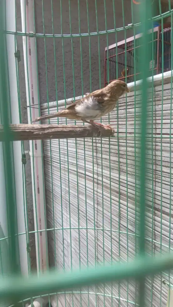 Kenari paud starblue