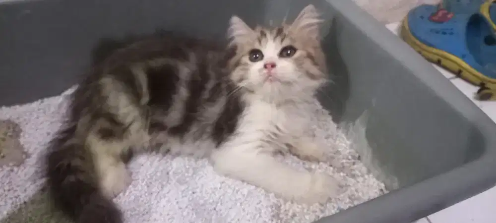 Anakan persia 2bulan