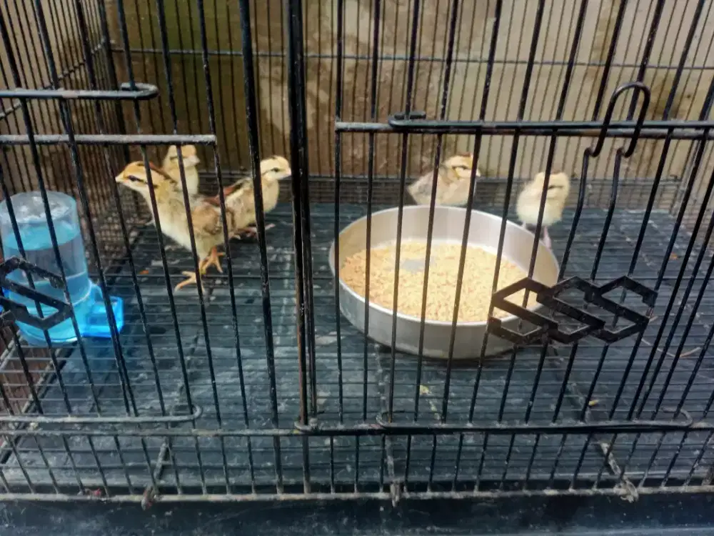 Anakan ayam hutan x bekite