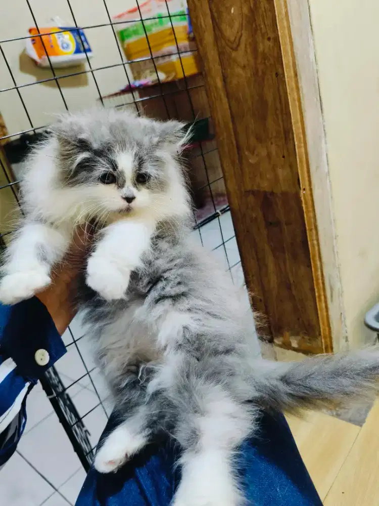 Kitten Persia abu putih
