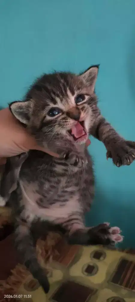 Anakan kucing persia