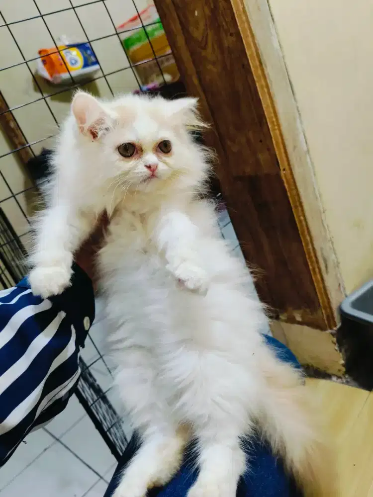 Kitten Persia flat betina